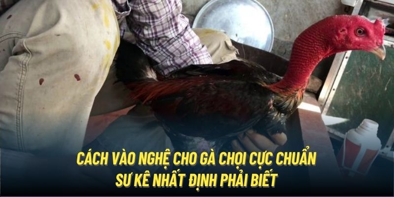 Cách vào nghệ cho gà chọi cực chuẩn sư kê nhất định phải biết