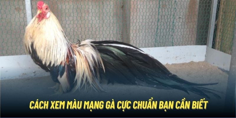 Cách xem màu mạng gà cực chuẩn bạn cần biết