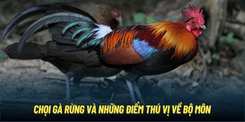 Chọi gà rừng và những điểm thú vị về bộ môn