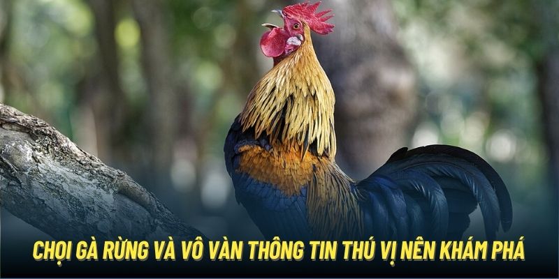 Chọi Gà Rừng | Hình Thức Đá Gà Giải Trí Thịnh Hành Năm 2024