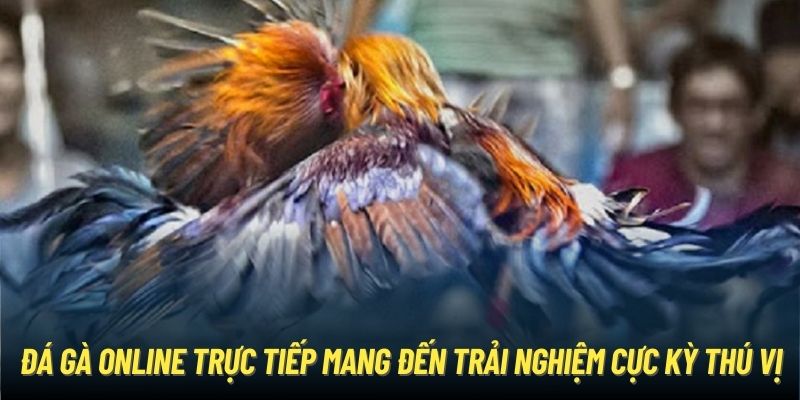 Đá gà online trực tiếp mang đến trải nghiệm cực kỳ thú vị