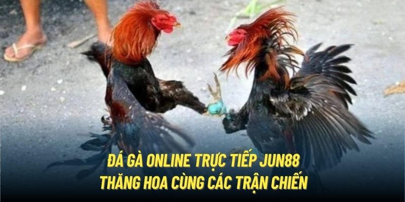 Đá Gà Online Trực Tiếp Jun88 - Thăng Hoa Cùng Các Trận Chiến