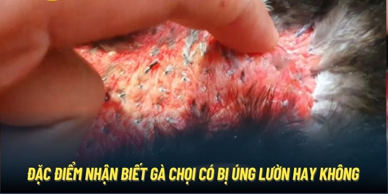 Đặc điểm nhận biết gà chọi có bị úng lườn hay không