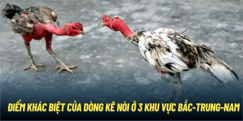 Điểm khác biệt của dòng kê nòi ở 3 khu vực Bắc-Trung-Nam