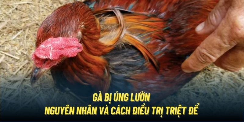 Gà Bị Úng Lườn Có Nguy Hiểm? Cách Điều Trị Hiệu Quả Ra Sao?