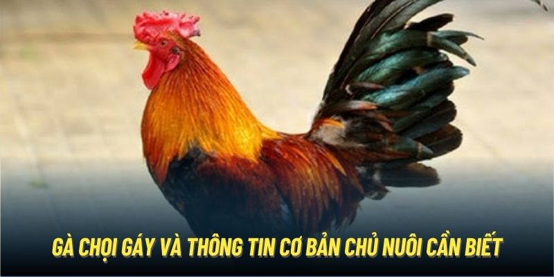 Gà chọi gáy và thông tin cơ bản chủ nuôi cần biết