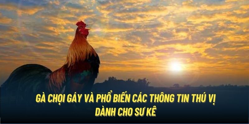 Gà Chọi Gáy Như Thế Nào? Phương Pháp Nhận Dạng Thần Kê Chuẩn