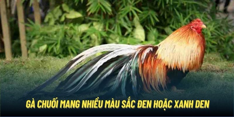 Gà chuối mang nhiều màu sắc đen hoặc xanh den