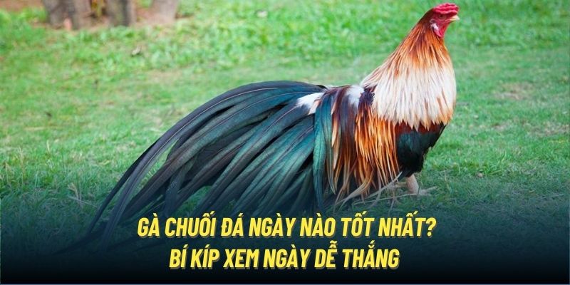 Gà Chuối | Tổng Hợp Phương Pháp Nhận Biết Thần Kê Dũng Mãnh