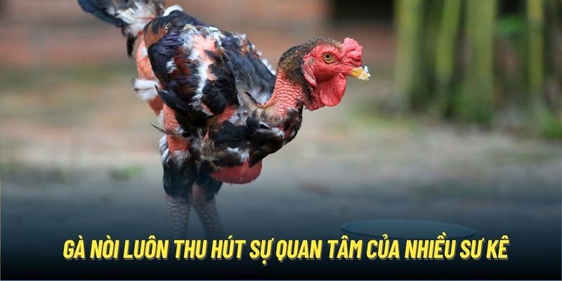 Gà nòi luôn thu hút sự quan tâm của nhiều sư kê