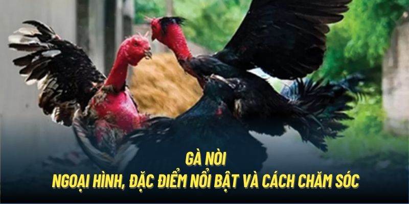 Gà Nòi | Dòng Kê Oai Phong, Trăm Trận Đều Giành Chiến Thắng