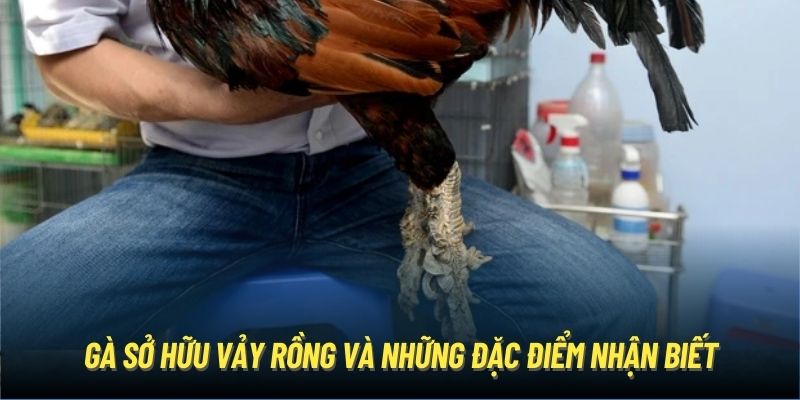 Gà sở hữu vảy rồng và những đặc điểm nhận biết