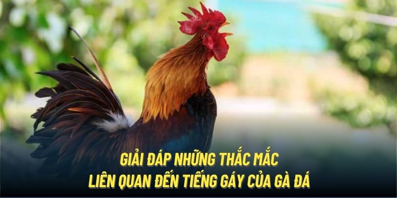 Giải đáp những thắc mắc liên quan đến tiếng gáy của gà đá