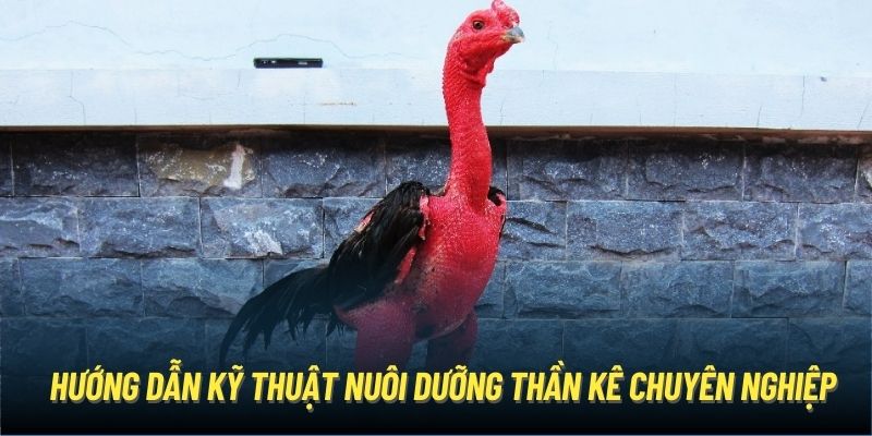 Hướng dẫn kỹ thuật nuôi dưỡng thần kê chuyên nghiệp