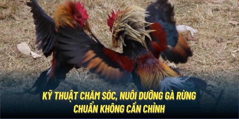 Kỹ thuật chăm sóc, nuôi dưỡng gà rừng chuẩn không cần chỉnh