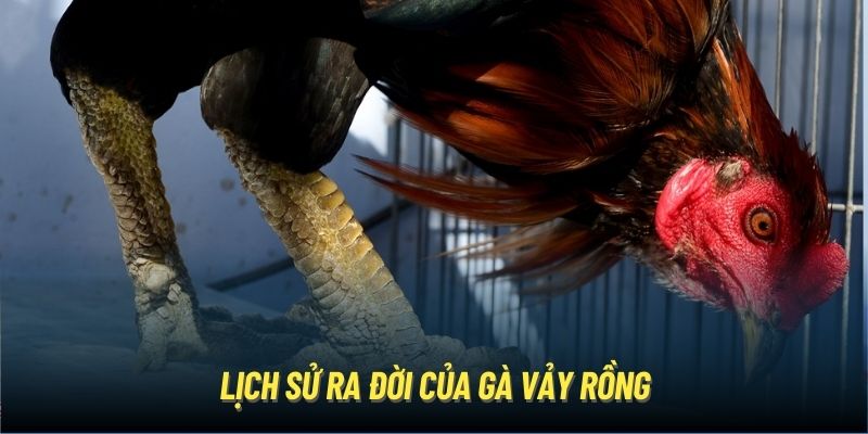 Lịch sử ra đời của gà vảy rồng