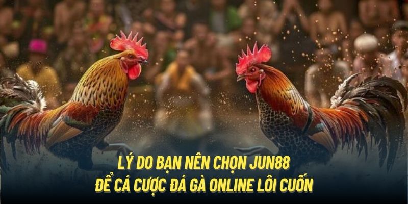 Lý do bạn nên chọn Jun88 để cá cược đá gà online lôi cuốn