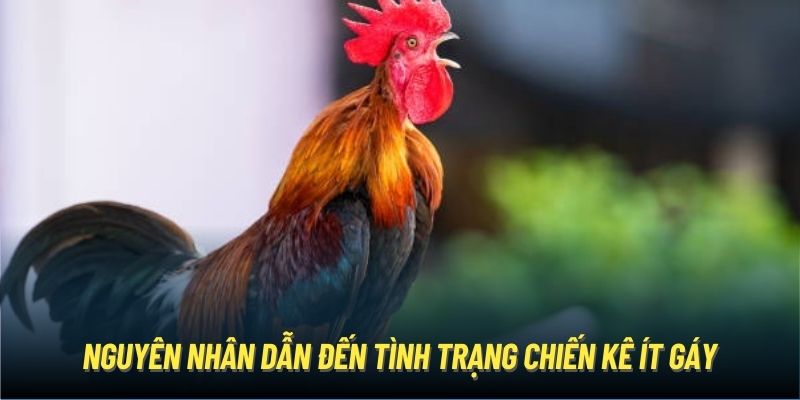 Nguyên nhân dẫn đến tình trạng chiến kê ít gáy