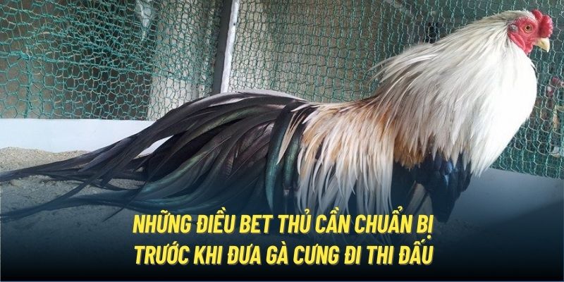 Những điều bet thủ cần chuẩn bị trước khi đưa gà cưng đi thi đấu