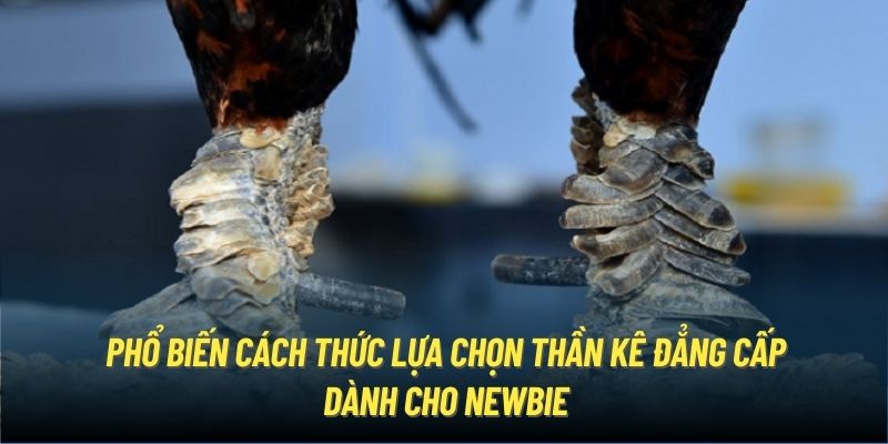 Phổ biến cách thức lựa chọn thần kê đẳng cấp dành cho newbie