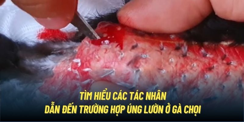 Tìm hiểu các tác nhân dẫn đến trường hợp úng lườn ở gà chọi