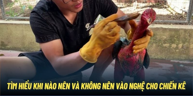 Tìm hiểu khi nào nên và không nên vào nghệ cho chiến kê