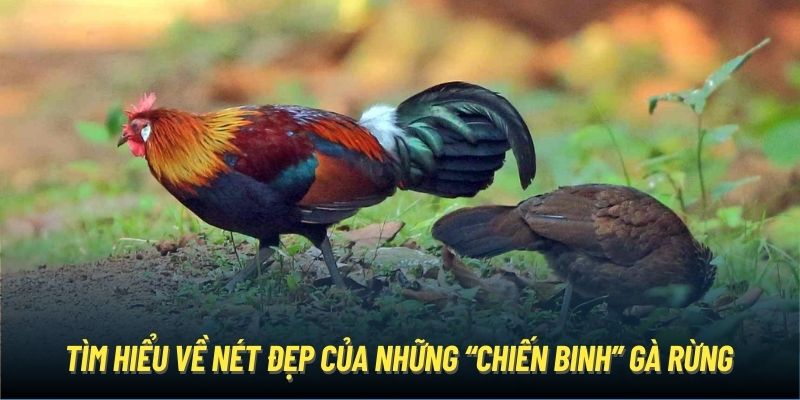 Tìm hiểu về nét đẹp của những “chiến binh” gà rừng