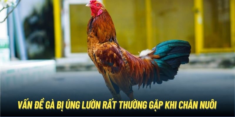 Vấn đề gà bị úng lườn rất thường gặp khi chăn nuôi